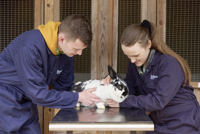 Animal Welfare